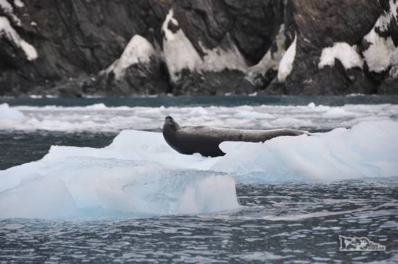 Uma foca leopardo descansa em um bloco de gelo que flutua na baía de Point Wild, em Elephant island, na Antártida